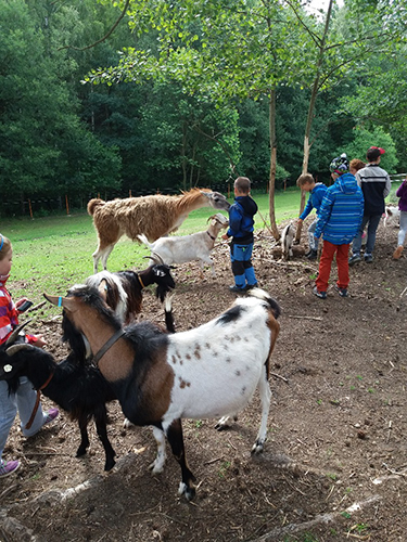 Děti a stádo koz
